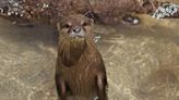 Otters are our cutest and fluffiest lifeform of the week