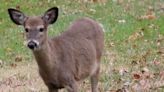 Thrill kill: Several juveniles plead guilty to ‘poaching spree’ of illegal deer in Cambria County