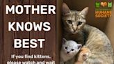 Jacksonville Humane Society explains ‘what to do’ during kitten season