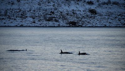 La imagen de orcas cazando tiburones que asombra a los científicos: “Podría estar creando un paisaje del miedo”