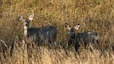 Doug Leier: The framework for North Dakota’s 2024 deer gun season has been set