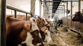 Forget carbon taxes on cars—Denmark is charging farmers a $100 ‘burp tax’ per cow