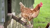 Your Brood Will Love These Backyard Chicken Coops