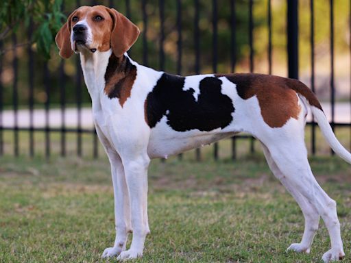 32 facts about American Foxhound dogs