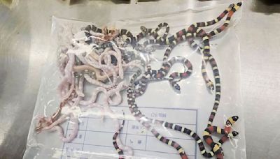 Smuggler is caught with 104 snakes in his pants at the Chinese border