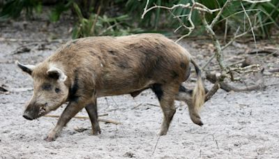 Hog Wild: Ohio lawmakers want restrictions on garbage-fed pigs, open season on feral swine