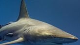 Fourth of July Shark attacks injure 3 people in Texas, 1 in Florida