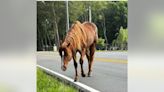 Horse found wandering along Winder roadway