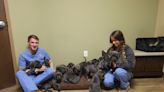 The update we all need: Meadow, the Great Dane with 15 puppies, adopted by 'amazing family'