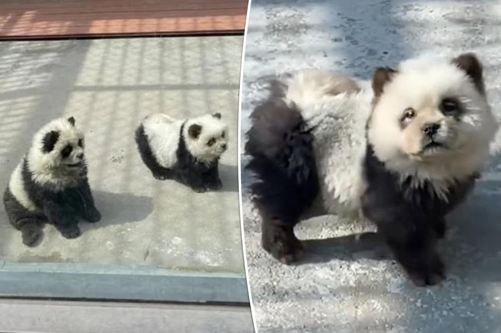 Zoogoers outraged to discover ‘panda’ exhibit was actually dogs dyed black and white