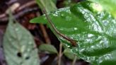 Leaping leeches! Video may show first-ever evidence blood-sucking creatures can jump