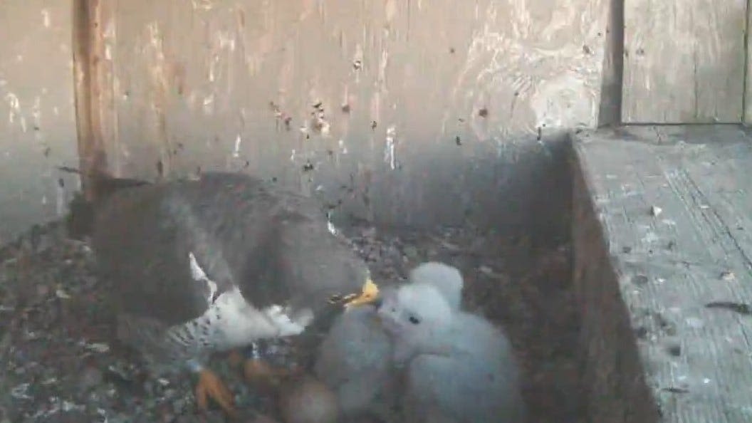 Eggs hatch in South Bend falcon nest. Video link moves to YouTube.