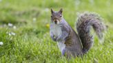 Want to Keep Squirrels From Eating Your Garden? Here's What to Plant