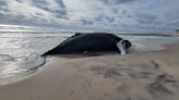 Whale last seen decades ago found alive, but discovery ends in "heartbreak"