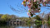 High pollen from blooming trees making for rough allergy season