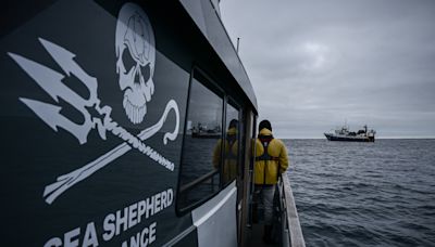 Qu'est-ce que Sea Shepherd, l'association dont le fondateur Paul Watson a été arrêté au Groënland ?