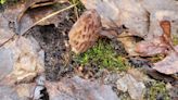 Arrival of morel mushrooms in Michigan sparks thrill of the hunt