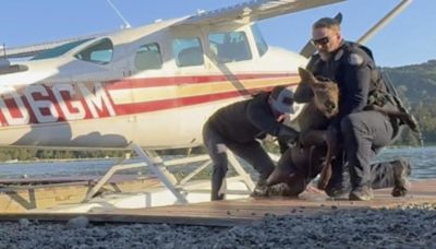 Video shows baby moose trapped in Alaska lake saved from "sure demise" as its worried mom watches