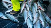 Report portrays a mixed picture of Alaska’s huge seafood industry