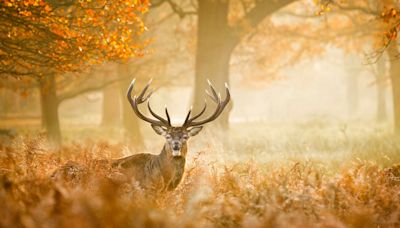 UK's most picturesque autumn destination where wild deer roam woodlands