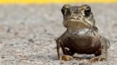 National Park Service Begs Visitors: Please Stop Licking These Psychedelic Toads