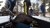 Orphaned bear cubs get new winter den in Colorado. See the ‘happiest’ wildlife rescue