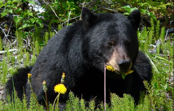 Women: Would you rather meet a bear or a man alone in the woods? I’d pick the bear | Opinion