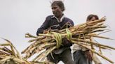 India to Limit Sugar Exports in New Risk to Global Food Prices