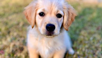 Golden Retriever Puppy Struts Into Sorority House and Becomes the Ultimate Campus Casanova