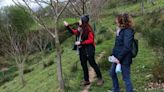 Así es la 'cría' en La Mata del parásito 'Torymus', que protege los castaños de Asturias