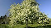 Ghosts of ‘lost’ blossom and orchards haunt street and place names, study shows