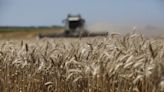 El precio del trigo repuntó un 5,1% en Chicago luego de nuevos ataques rusos sobre Ucrania