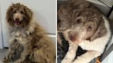 Dog's transformation from the streets to a loving home melts hearts
