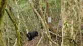 玉山國家公園管理處盼台灣黑熊不再有人因死亡 | 蕃新聞