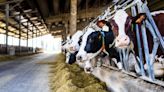 New York restricts dairy cattle imports amid avian flu outbreak