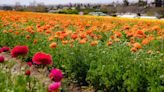 May Gray FTW: The Flower Fields will stay open for an additional week due to cooler temps