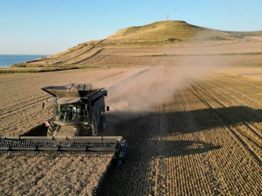 Rain-hit crops create triple whammy for French grain farmers