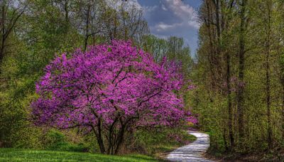 Every Garden Needs One of These Pink Flowering Trees