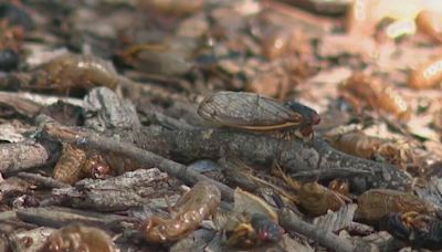 Lake Geneva 'loaded' with cicadas