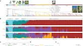 Genetic study of cauliflower reveals its evolutionary history