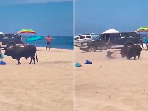 Así fue el momento en el que un toro embistió a una turista en una playa de Los Cabos