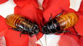 Zoo Will Let You Name a Roach for Valentine’s Day