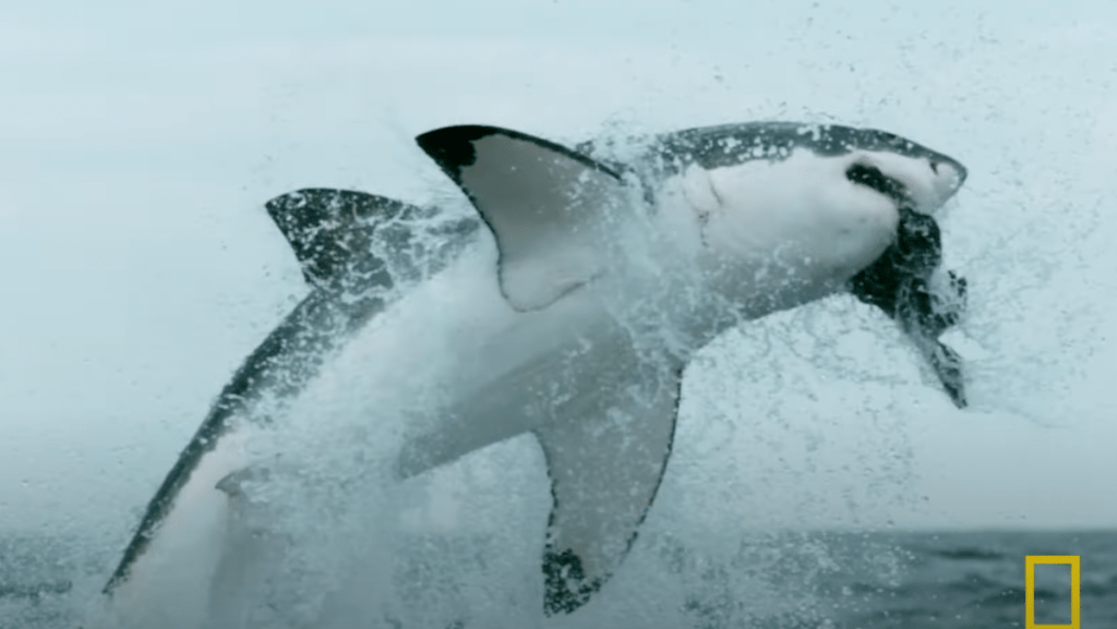 NatGeo’s SharkFest to Debut ‘Shark Beach With Anthony Mackie’ And ‘Baby Sharks in the City’ | Exclusive Video