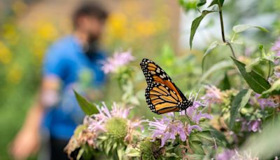 Map shows monarch butterflies as they return to Michigan this spring