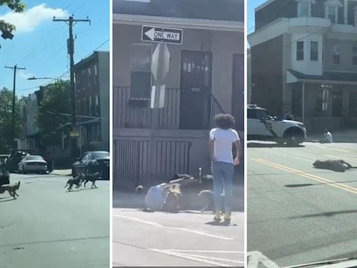 Dog pack tears into man on Philadelphia street before cop shoots them