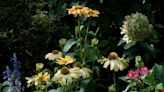 Garden Guru: Gaga over Color Coded 'One in a Melon,' a dreamy new coneflower for 2023