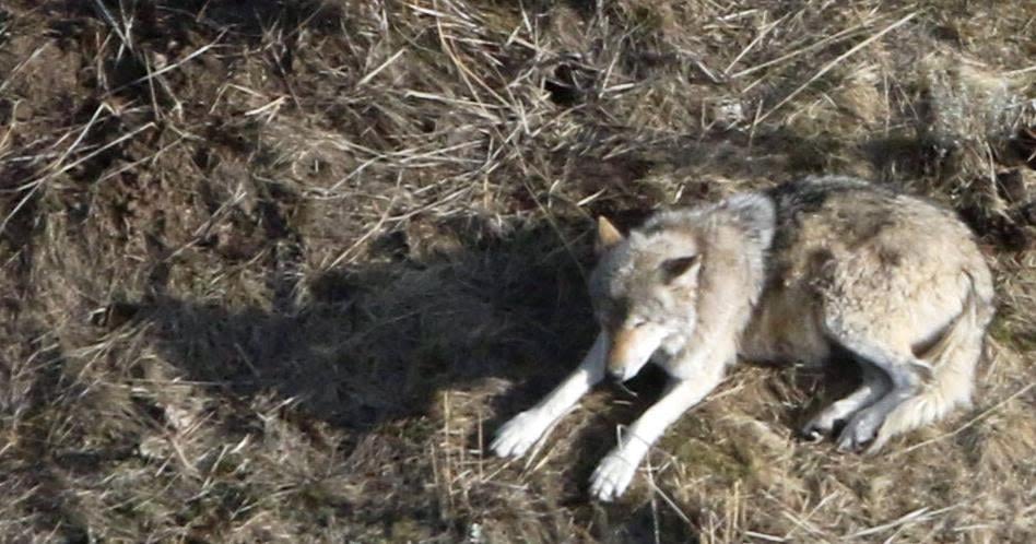 Queen of the wolves: One-eyed 11-year-old defies difficulties in a wild Yellowstone