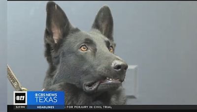 Shelter Dog Becomes Texas Police K-9