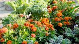 10 Marigold Companion Plants for a Pest-Free Garden