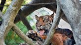 Jacksonville Zoo earns national recognition for Land of the Tiger exhibit